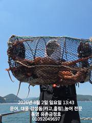 통영 금정호 키로급문어들 손맛좋습니다 내일부터 자리있습니다 사진