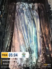 (통영라임호) 8.2. 갈치입항조황!!!!점점나아지고있습니다. 예약문의01023004931 사진