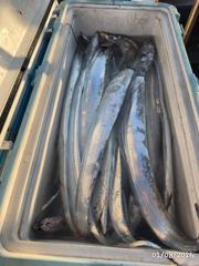 갈치 텐야텐빈 4지3지 씨알좋고 만쿨만들기 사진