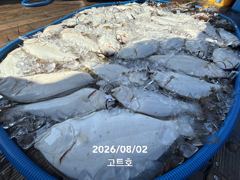 8월2일 고트호 조황 사진