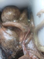 여수정원호)2일 문어 조과 입니다~! 사진