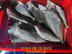 8월 3일 슈퍼 전갱이 슈퍼 고등어 조황!!! 사진