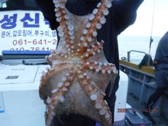 2일 야간대왕돌문어 1.3K..야간+오전은 오늘밤 12시출발..7만원종일반1K, 1K, 1K........ 사진