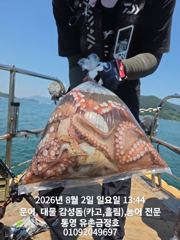 통영 금정호 오후문어선상 출항합니다 자리여유있어요 사진