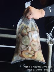 돌문어 오후반  사진