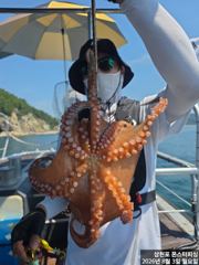 8월 3일 문어조황