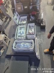 갈치 텐야 텐빈!!!! 3지 4지 되는 갈치들이 바글바글!!!!! 사진