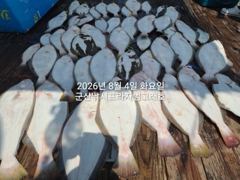 8/4, 대광어~7분 대대박조황~조기철수~ 싸이즈 좋아요~~대광어, 농어, 우럭 다잡아 조황~내일도 갑니다~~ 군산 범고래호 사진