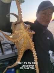 3일,한밤에 낚이는 군산문어~문어 본격시즌~~실시간~~야간문어 매일 갑니다~군산 포세이돈호 사진
