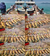 ♥붉바리들..이정도는 잡아봐야지요 붉바리조황입니다[2026년08월04일 ] ◎ 해마루호가 뜨는이유? 조황때문이죠 ◎ 핵심포인트: 바로진입.. 바로히트.. ▣ 차원이 다른 조황으로 모십니다 ▣ 요즘 붉바리낚시가 대세입니다 사진