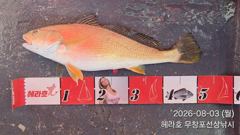 8/3 수조기 53cm
