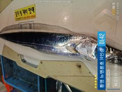  ＜＜통영 뉴명륜호 14인승＞＞ 3지,4지 씨알굿!!! 大갈치 손맛보러 고고~ (내일 번출 4자리)