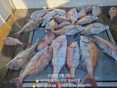 6일 야간고등어& 8일9일 참돔 출조 모집합니다. 사진