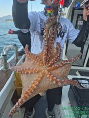 5일 여수 돌문어 출조합니다  사진