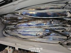 8월4일입항 대갈치 조황소식 입니다  사진