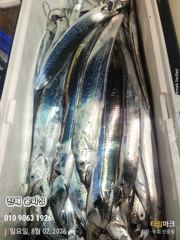 윤피싱 먼바다 갈치텐빈 조황보고 사진