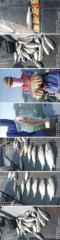 왕왕백조기 조황 사진