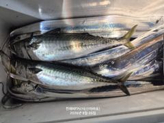 4일 신아라호 갈치텐빈 너울속에 대치 사진