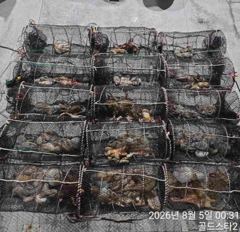 우당탕피딩~(오늘야간문어 예약중)~손맛보러고고~ 사진