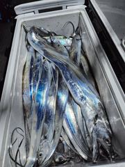 8월 4일 갈치조황입니다. 사진