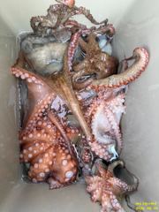 여수그린나래호/ 8월4일,5일 여수문어낚시조황 !!(19일부터 예약가능!! 갈치지깅도 나갑니다) 사진