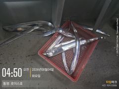 갈치 갈치 갈치 피딩이... 사진