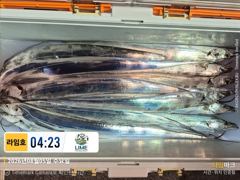 [통영라임호] 8월5일 입항 갈치 조황!!  더버워 더버요 그래도 즐거워요 01023004931 사진