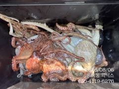 8월 5일 문어 조황입니다. 사진