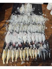전체조황 - 8월5일 대농어 조황(굿~!!) - 인천 연안부두 칸피싱, 루어, 침선, 생활낚시 전문 사진