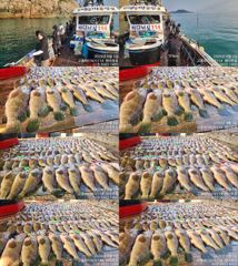 ♥붉바리들..이정도는 잡아봐야지요 붉바리조황입니다[2026년08월05일] ◎ 해마루호가 뜨는이유? 조황때문이죠 ◎ 핵심포인트: 바로진입.. 바로히트.. ▣ 차원이 다른 조황으로 모십니다 ▣ 요즘 붉바리낚시가 대세입니다 사진