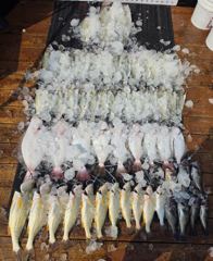 [농어조황] 8월5일 대농어 조황(굿~!!) 사진