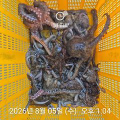 암초 포인트 문어 씨알 사진