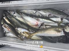 군산킹스타호(8/5)야간고등어 마무리(8/7예약가능) 사진