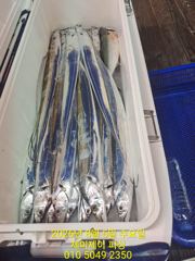 8월5일 갈치 조황 사진