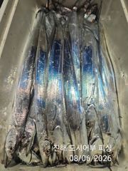 6일새벽 내만갈치 꾸준하게 올라 옵니다~!! 오늘 예약가능 사진