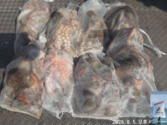 5일 돌문어 조황.(태풍 영향으로   8/14일부터  다시출조~) 사진