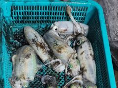 무늬팁런 감자 고구마가 설치기 시작 하는군요 사진