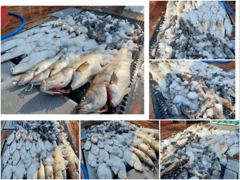 오늘의조황 - [ 백마호 ] 8월 4일 [ 인천권 백조기 !! 출조 ] [ 인천배낚시 청마피싱 / 인천선상낚시 / 인천낚시배 ] - 인천 영종도 선상낚시 청마피싱,피싱스토리 사진