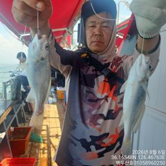 백/쭈/갑조황 - 26년8월5일 홍원항 백두산호 백조기 조황입니다.. - 홍원항 백두산호,배낚시,바다낚시 사진