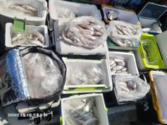 백조기조황 - 8/6 백조기 조황 - 무창포 수지호 수지배낚시 사진
