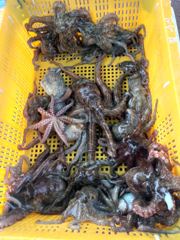 삼천포 물새호 문어조황 ㅇ 사진