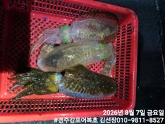 본격적인 어복호 무늬시즌을 알립니다.