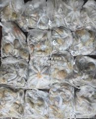8월6일 군산 포세이돈호 야간문어 조황 꾸준하네요~ 사진