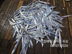 7일새벽 내만갈치 물반.갈치반 바글바글~!! 오늘 예약가능 사진