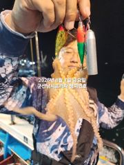  8/7일, 야간 군산문어~문어 본격시즌~~ "생미끼, 민어,농어,광어 8월 평일~선비 빅이벤트(선비8만)"~내일도 갑니다~~ 군산~군산 챔피언호 사진