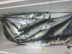 군산킹스타호(8/7)야간고등어 마무리  사진