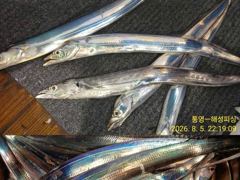 [통영] <<통영-해성피싱>> 8월6일 입항조황!! 전체 쿨러 빵빵~ 바… 사진