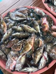 [사천] 삼천포 물새호 볼락조황