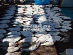 [진해] 준내만 갈치 씨알이가 최고 최고~~!!(토1,일욜부터 내만 갈치… 사진