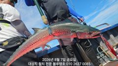 7/금/오후타임ㅡ대삼치들 실시간 상황ㅡ많은 마릿수 조과! 사진